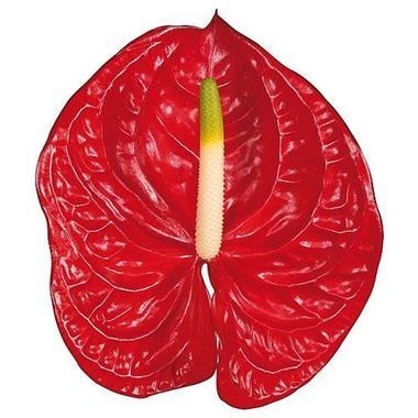 Anthurium Eterno x 20