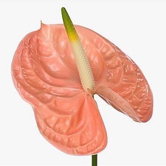 Anthurium Evita Pink x 16