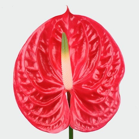 Anthurium Evita x 16