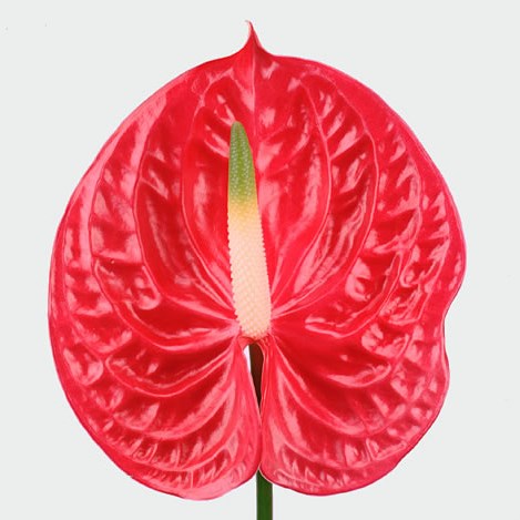Anthurium Evita x 20