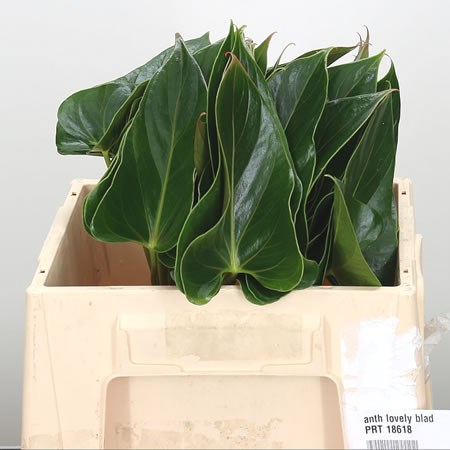 Anthurium Exciting Love Leaves