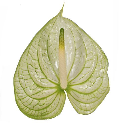 Anthurium Extase x 10