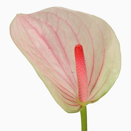 Anthurium Fantasy Love x 15