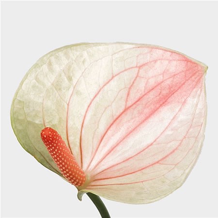 Anthurium Fantasy Love x 20