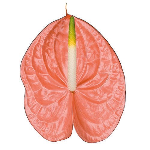 Anthurium Farao x 10