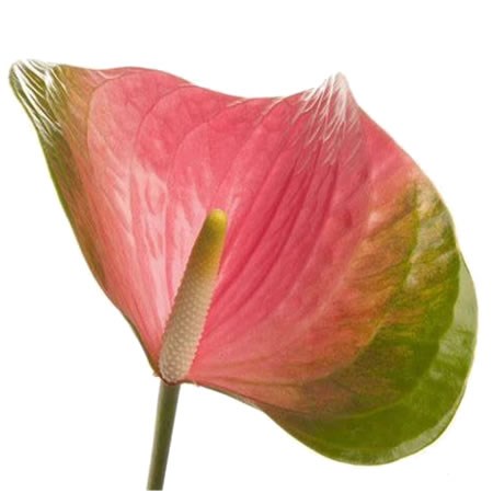 Anthurium Feska x 12