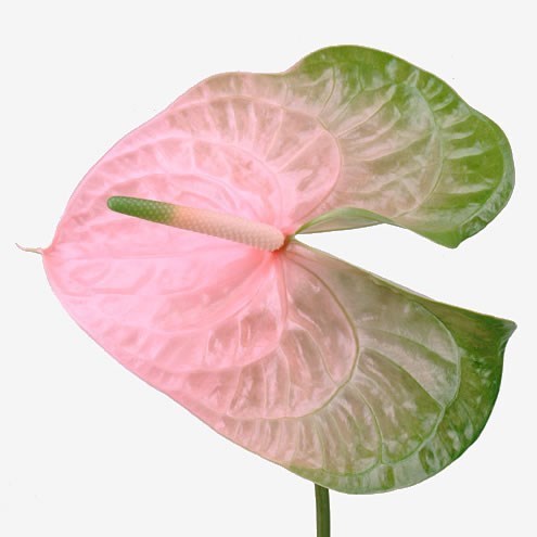 Anthurium Gabriella x 10