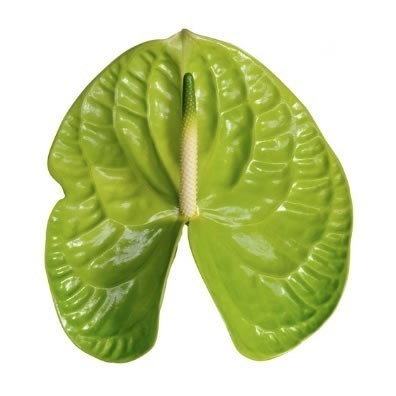 Anthurium Grand Slam x 10