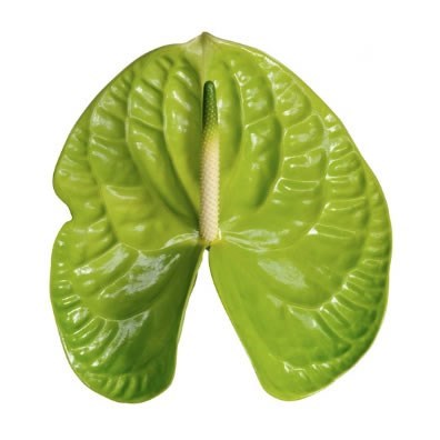 Anthurium Grand Slam x 12