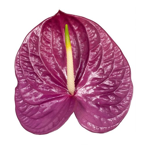 Anthurium Impreza x 15
