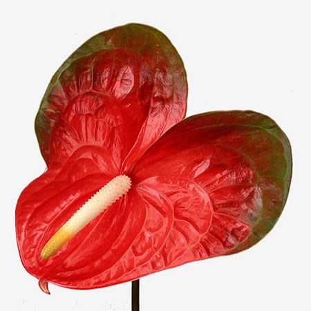 Anthurium Indiana x 10