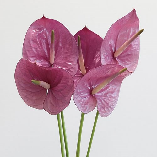 Anthurium Kaleo x 12