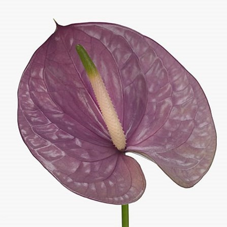 Anthurium Kaleo x 12