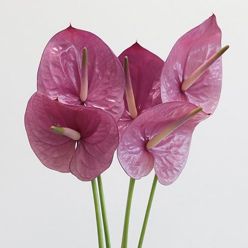 Anthurium Kaleo x 16