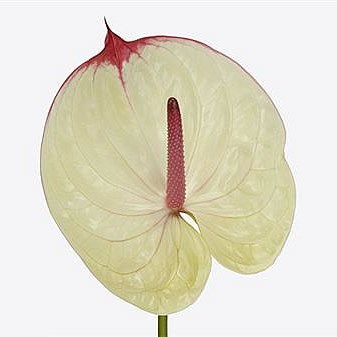 Anthurium Kaseko x 10