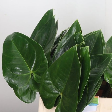 Anthurium Leaves