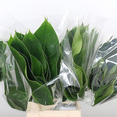 Anthurium Leaves