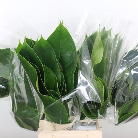 Anthurium Leaves Danielle