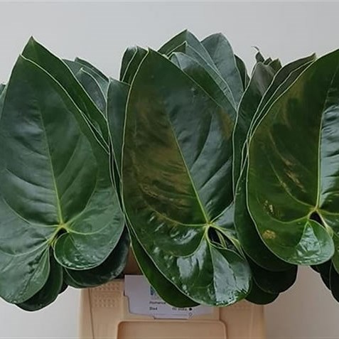 Anthurium Leaves Gabriella