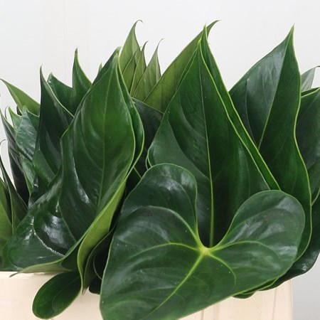 Anthurium Leaves Lovely
