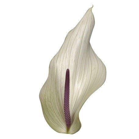 Anthurium Lumina x 12
