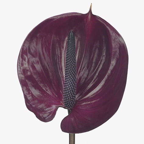 Anthurium Maravilla x 10