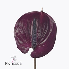 Anthurium Maravilla x 16