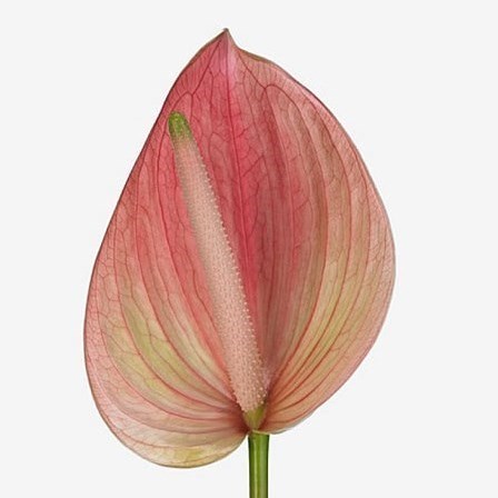 Anthurium Marea x 10