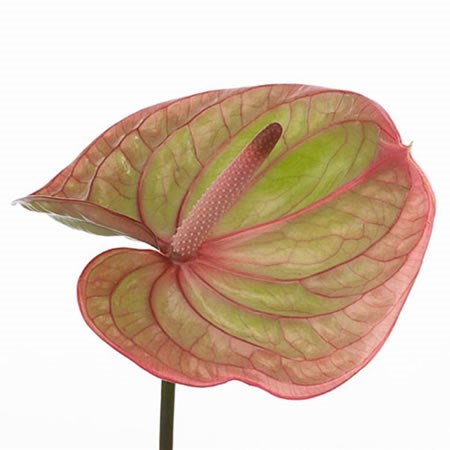 Anthurium Marijke x 10