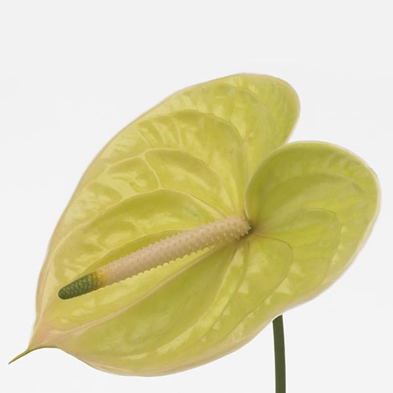 Anthurium Marysia x 10