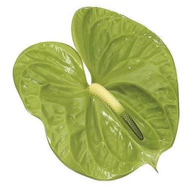 Anthurium Midori x 10