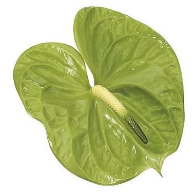 ANTHURIUM MIDORI X 10