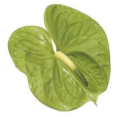 Anthurium Midori x 20