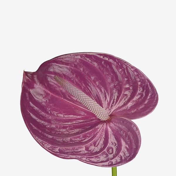 Anthurium Milanello x 12