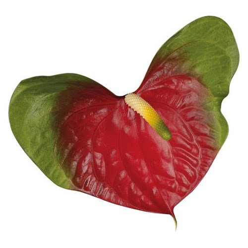 Anthurium Narita x 12