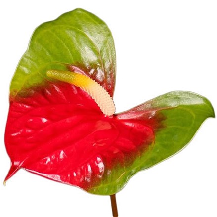 Anthurium Narita x 12