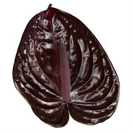 Anthurium Nero x 12