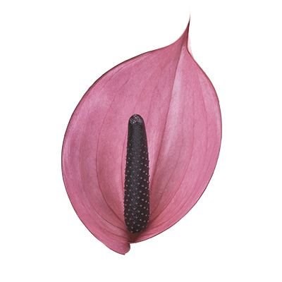 Anthurium Nexia x 16