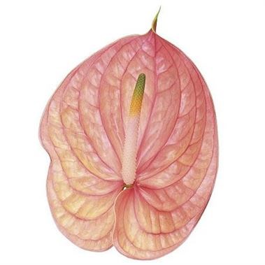 Anthurium Nunzia x 12