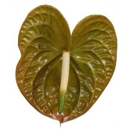 Anthurium Olivius x 10