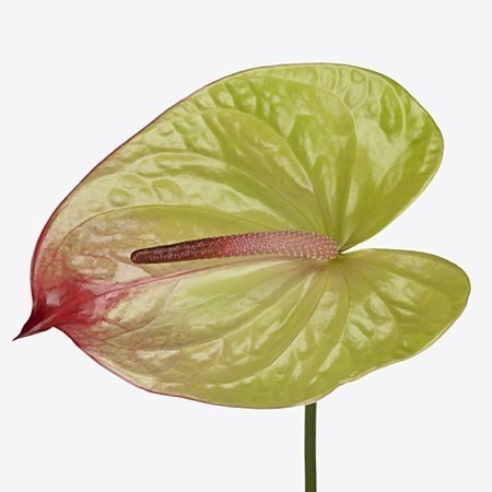 Anthurium Paseo x 16