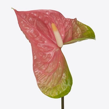 Anthurium Pink Jesolo x 12