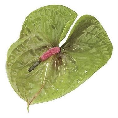 Anthurium Pistache x 20