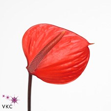 Anthurium Pure Orange