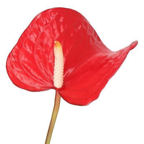 Anthurium Red Bull x 12