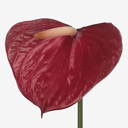 Anthurium Red Love x 20