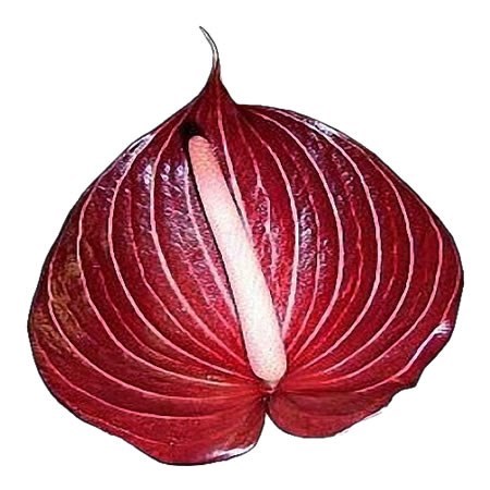 Anthurium Safari x 16