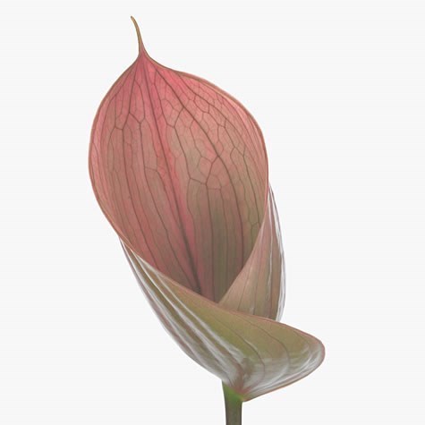 Anthurium Scoop x 12