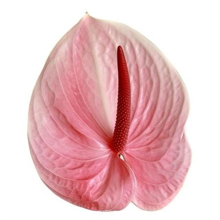 Anthurium Scorpion x 16