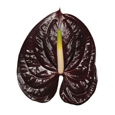 Anthurium Showtime x 10